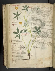 Legg til MS 41623 f.115v Pentafilon (eller 'Potentilla'), fra 'A herbal', Belluno (blekk og farge på vellum)