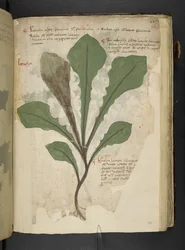 Legg til MS 41623 f.118r 