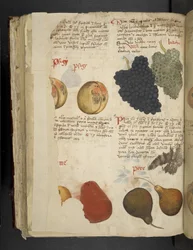 Legg til MS 41623 f.121v Fruits, fra 