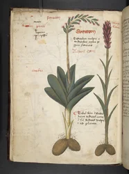 Legg til MS 41623 f.12v A herbal, Belluno (blekk og farge på vellum)