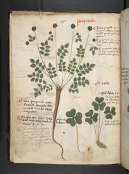 Legg til MS 41623 f.14v A herbal, Belluno (blekk og farge på vellum)