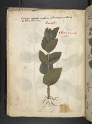 Legg til MS 41623 f.16v A herbal, Belluno (blekk og farge på vellum)