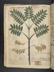 Legg til MS 41623 f.17v A herbal, Belluno (blekk og farge på vellum)