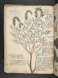 Legg til MS 41623 f.18v A herbal, Belluno (blekk og farge på vellum)