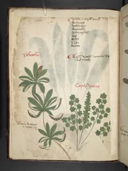 Legg til MS 41623 f.1v A herbal, Belluno (blekk og farge på vellum)