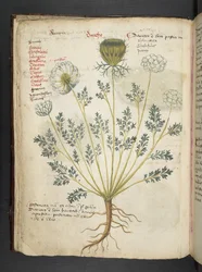 Legg til MS 41623 f.22v A herbal, Belluno (blekk og farge på vellum)