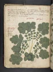 Legg til MS 41623 f.24v A herbal, Belluno (blekk og farge på vellum)