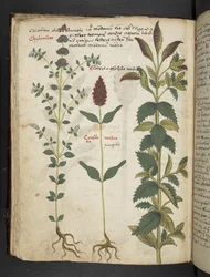 Legg til MS 41623 f.30v 'A herbal', Belluno (blekk og farge på vellum)