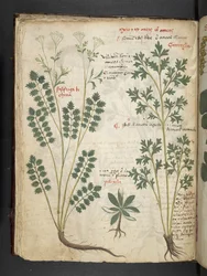 Legg til MS 41623 f.33v 