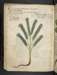 Legg til MS 41623 f.39v 