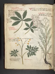 Legg til MS 41623 f.3v A herbal, Belluno (blekk og farge på vellum)