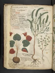Legg til MS 41623 f.40v 
