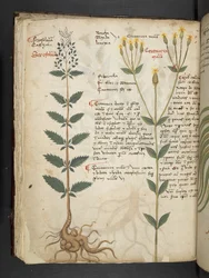 Legg til MS 41623 f.48v 