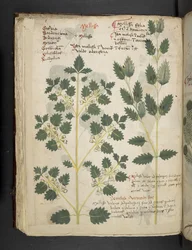 Legg til MS 41623 f.52v 