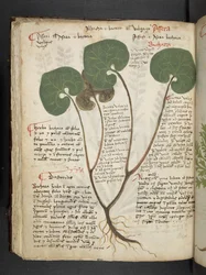 Legg til MS 41623 f.60v 