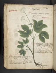 Legg til MS 41623 f.67v 'A herbal', Belluno (blekk og farge på vellum)