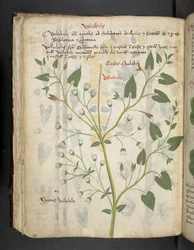 Legg til MS 41623 f.75v 