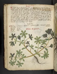 Legg til MS 41623 f.81v De Portulaca, fra 