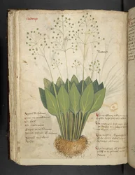 Legg til MS 41623 f.85v 