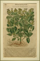 Basilikum, en botanisk plate fra Discorsi av Pietro Andrea Mattioli (1501-77) utgitt i Venezia, 1570