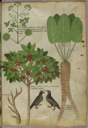 Botanisk illustrasjon av planter og fugler, ca. 1440 (blekk og farge på papir