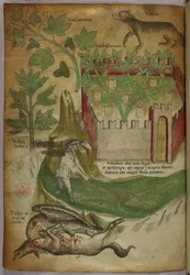 Botanisk og dyreillustrasjon av planter, en inngjerdet hage, en ulv, en mann som fisker i en bekk med et garn og en gribb som hakker på et dyrekadaver, ca. 1440 (blekk og farge på vellum)