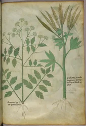 Botanisk illustrasjon, ca. 1440 (blekk og farge på vellum)