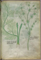 Botanisk illustrasjon, ca. 1440 (blekk og farge på vellum)