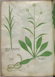 Botanisk illustrasjon, ca. 1440 (blekk og farge på vellum)