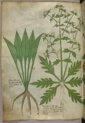 Botanisk illustrasjon, ca. 1440 (blekk og farge på vellum)