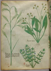 Botanisk illustrasjon, ca. 1440 (blekk og farge på vellum)