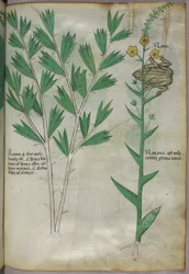 Botanisk illustrasjon, ca. 1440 (blekk og farge på vellum)