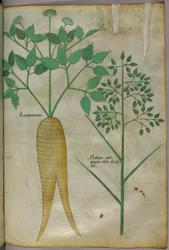 Botanisk illustrasjon, ca. 1440 (blekk og farge på vellum)