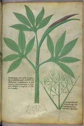 Botanisk illustrasjon, ca. 1440 (blekk og farge på vellum)