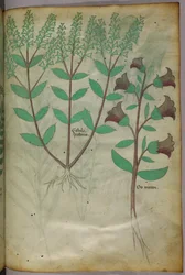 Botanisk illustrasjon, ca. 1440 (blekk og farge på vellum)