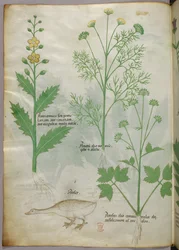 Botanisk illustrasjon, ca. 1440 (blekk og farge på vellum)