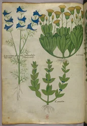 Botanisk illustrasjon, ca. 1440 (blekk og farge på vellum)