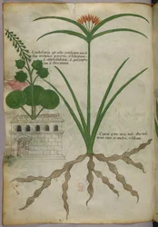 Botanisk illustrasjon, ca. 1440 (blekk og farge på vellum)
