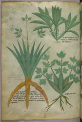 Botanisk illustrasjon, ca. 1440 (blekk og farge på vellum)