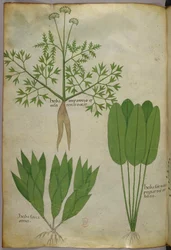 Botanisk illustrasjon, ca. 1440 (blekk og farge på vellum)