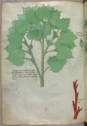 Botanisk illustrasjon, ca. 1440 (blekk og farge på vellum)