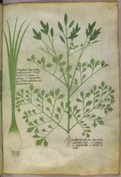 Botanisk illustrasjon, ca. 1440 (blekk og farge på vellum)