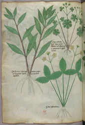 Botanisk illustrasjon, ca. 1440 (blekk og farge på vellum)