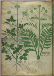 Botanisk illustrasjon, ca. 1440 (blekk og farge på vellum)