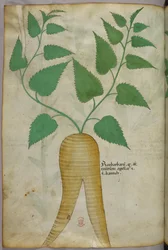 Botanisk illustrasjon, ca. 1440 (blekk og farge på vellum)