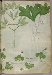 Botanisk illustrasjon, ca. 1440 (blekk og farge på vellum)