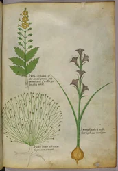 Botanisk illustrasjon, ca. 1440 (blekk og farge på vellum)
