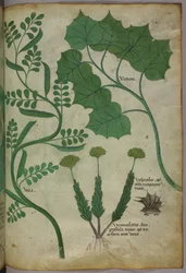 Botanisk illustrasjon, ca. 1440 (blekk og farge på vellum)