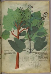 Botanisk illustrasjon, ca. 1440 (blekk og farge på vellum)