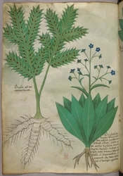 Botanisk illustrasjon, ca. 1440 (blekk og farge på vellum)